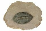 Detailed Zlichovaspis Trilobite - Morocco #189996-3